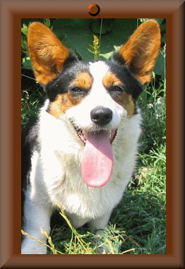 Brawos ABRA KADABRA | Cardigan Welsh Corgi 