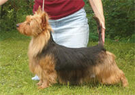 Jaskarin Risti-Nolla | Australian Terrier 