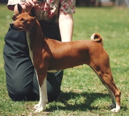 Baagna Owata Breeze | Basenji 