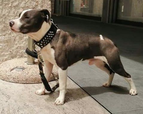 Real Am Staf Nut | American Staffordshire Terrier  Real Am Staf Nut | American Staffordshire Terrier