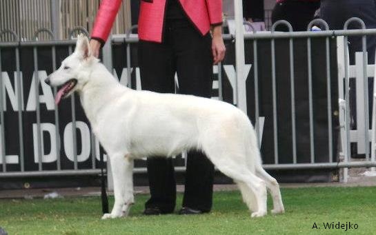 Andesyn Little Bit Blonde | White Swiss Shepherd Dog 