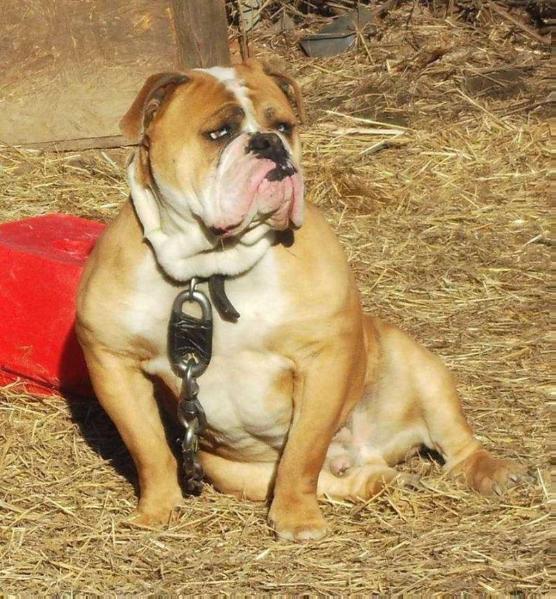 Menefee's Tuck | Olde English Bulldogge 