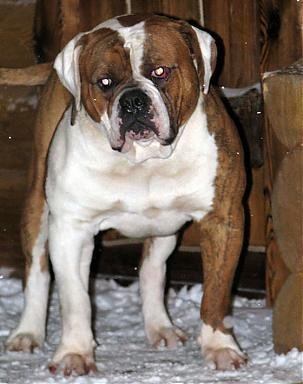 HELEN'S TERIBL GEZER | American Bulldog 