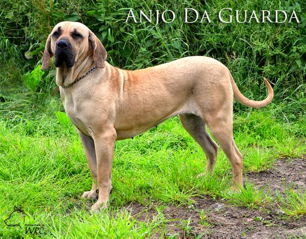 Clarissa de Anjo da Guarda | Fila Brasileiro 