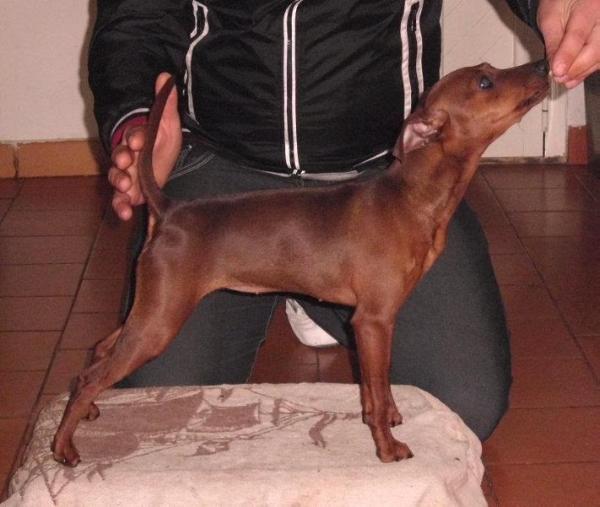 Ninja dei Figli di Paparott | Miniature Pinscher 