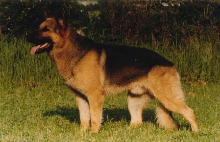 Arras vom Dillinger Rathaus | German Shepherd Dog 