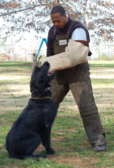 Quentin von Grobis Meute | Giant Schnauzer 