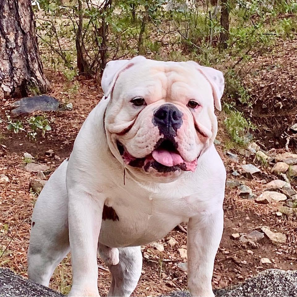 Territory's Candy Kane | Olde English Bulldogge 