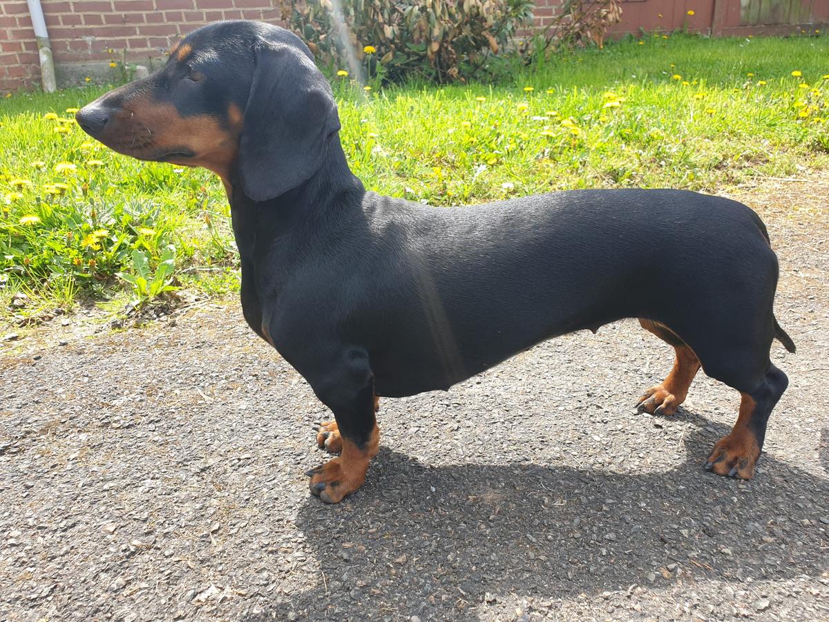 India Urmel vom Brexbach FCI | Dachshund 