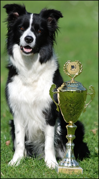 Angelic Face Running Free | Border Collie 