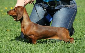 Formula Uspeha Nimfa | Dachshund 