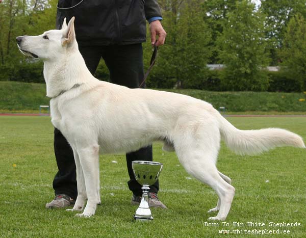 Herakles Muo of the Heart of Lothian | White Swiss Shepherd Dog 