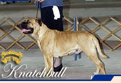 Domina Prizzi Of Knatchbull | Bullmastiff 