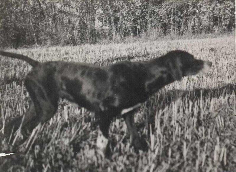 LUCKY ( ARKRIGHT KENNEL 1946) | Pointer 