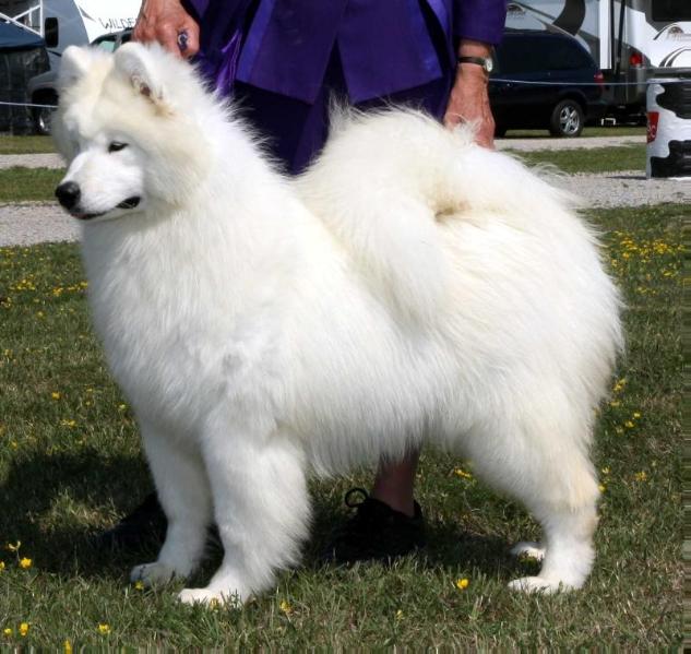 Kolinka`s Sole Heart Survivor | Samoyed 