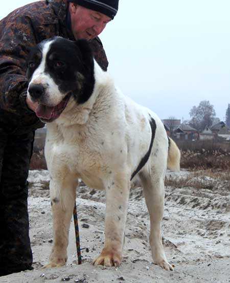 TALISMAN BELOGORIYA Hantash | Central Asian Shepherd Dog 