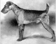 Boxwood Barkentine | Airedale Terrier 