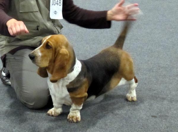 Pallbass Esmeralda | Basset Hound 