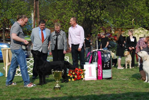 Royal Slk Black Panter Cafe | Flat-Coated Retriever 