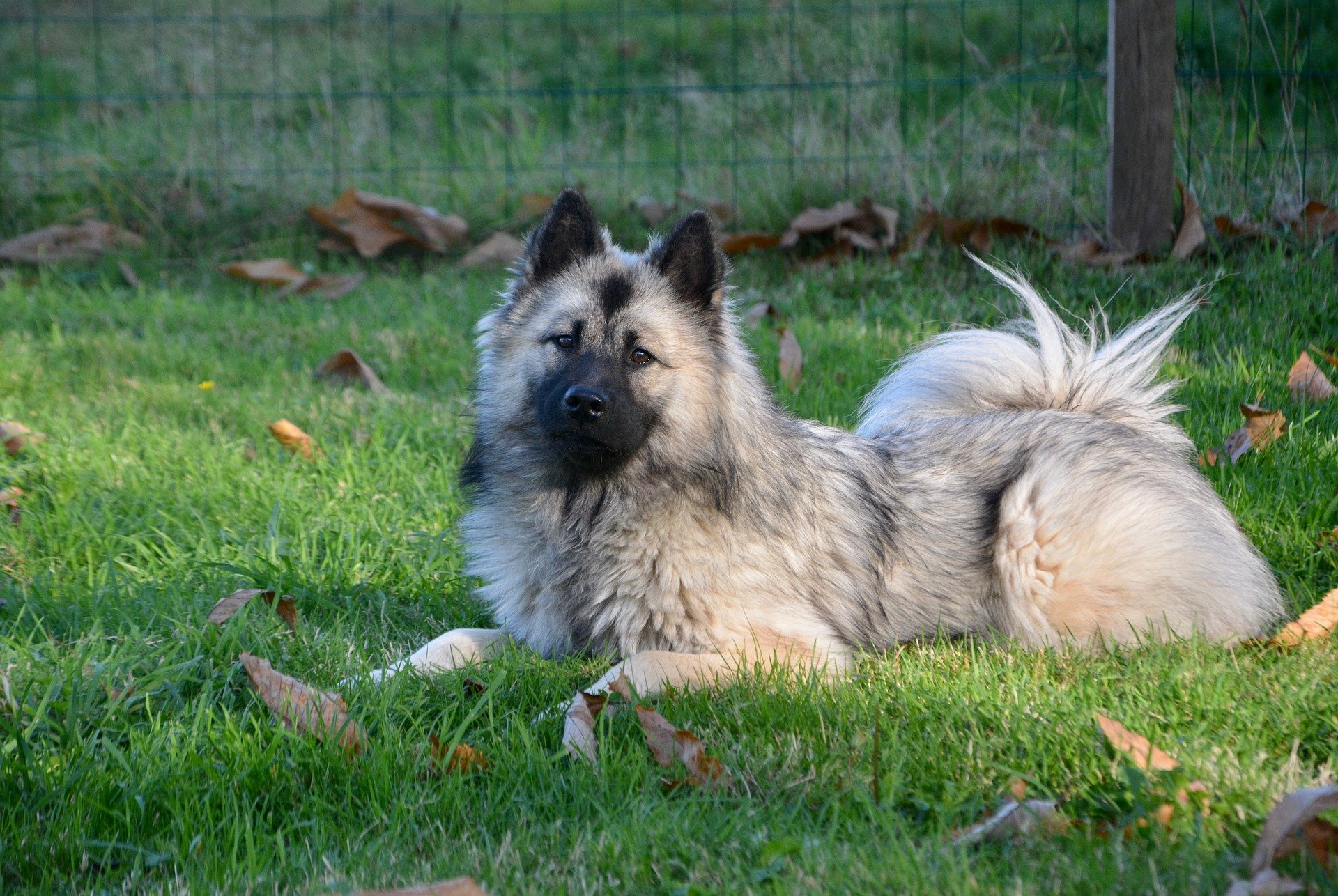 Eurasier