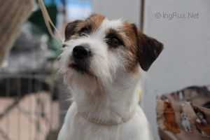 Beta di Villa Bosi | Jack Russell Terrier 