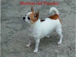 MARTINA-PC DEL PASADOR | Chihuahua 