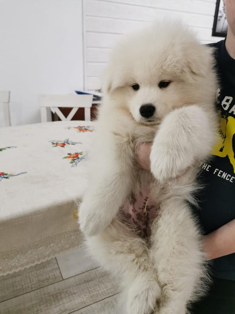 TSITSERON | Samoyed 