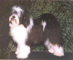 ROMBON LHO-LA LAMLEH | Tibetan Terrier 