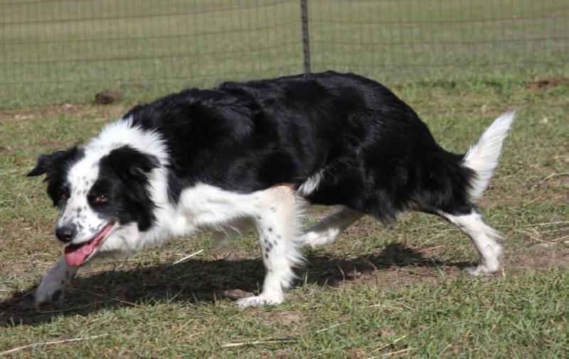 Astra Taz | Border Collie 