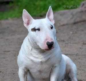 GUIDO FRIENDLY BULLS | Miniature Bull Terrier 