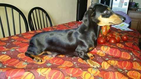 GH Precious Jewel | Dachshund 