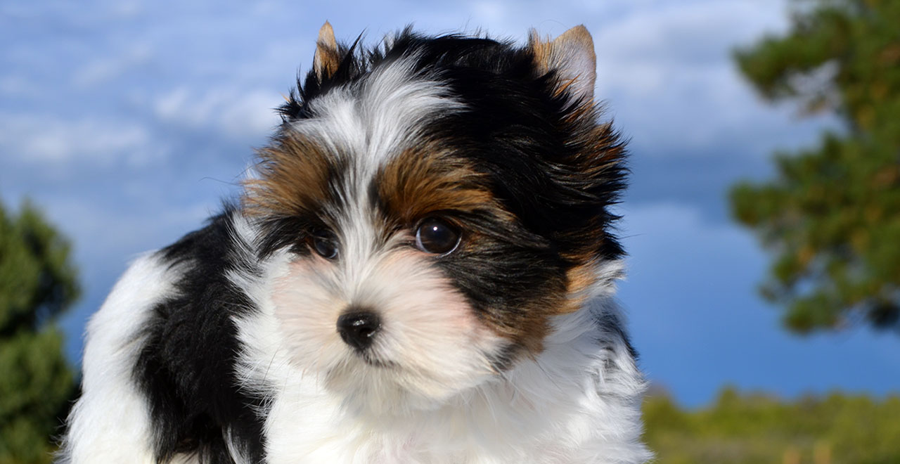 Biewer Terrier