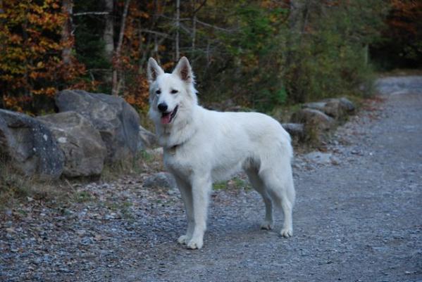 Unkas De La Real Corte De Las Arcanas | White Swiss Shepherd Dog 