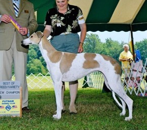 Windrock Scarlet O'Hara | Greyhound 