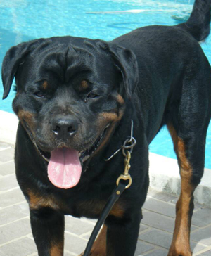 Sam Von Der Holzhaussiedlung | Rottweiler 