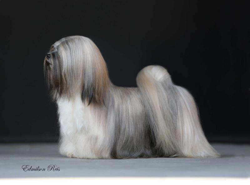 RMoretto Cane Moonlight | Lhasa Apso 