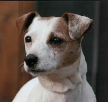 Foxwarren Ace III | Jack Russell Terrier 