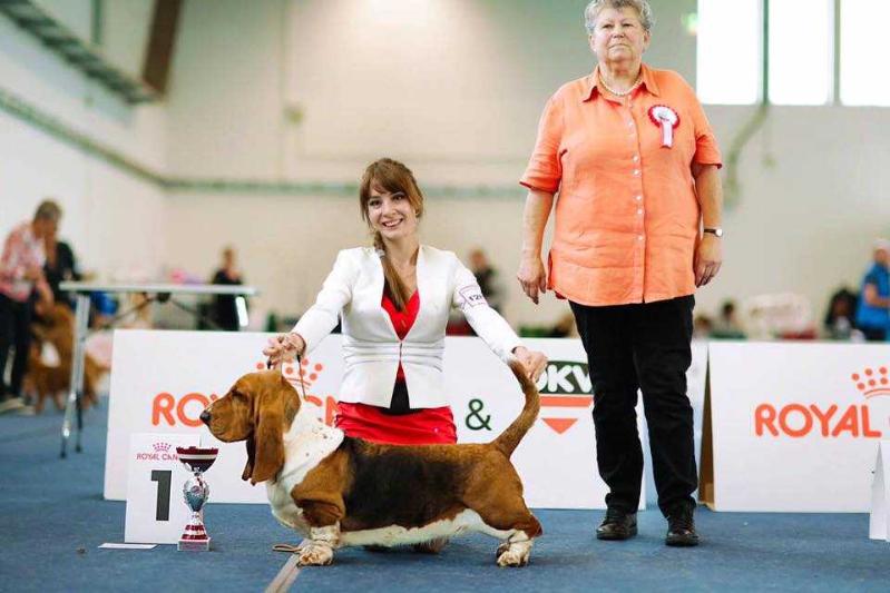 Vezuvii Deniza | Basset Hound 