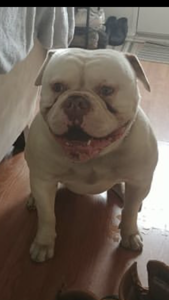 Sauga City’s Duke Nukem | American Bulldog 