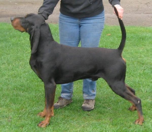 Windbourne Davey Jones | Black and Tan Coonhound 