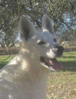 My Love de Conquistadores del Azahar | White Swiss Shepherd Dog 