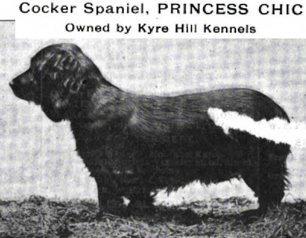 Princess Chic | American Cocker Spaniel 