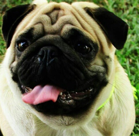 Clemdark Baco | Pug 