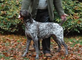 Dolly ks vom altenbruch | German Shorthaired Pointer 