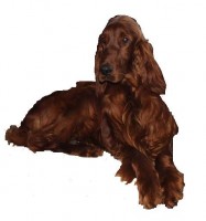 Caemgen’s Enjoy The Ride | Irish Setter 