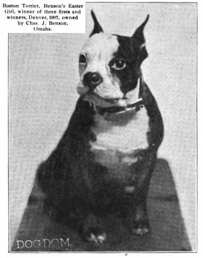 Benson's Easter Girl | Boston Terrier 
