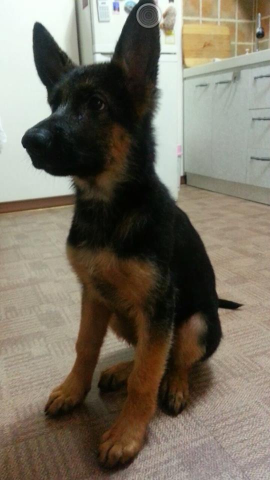 Taikhar Angel | German Shepherd Dog 