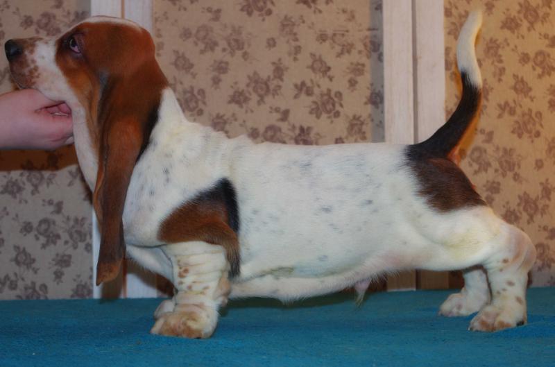 GUSTAV Long Castle Hound | Basset Hound 