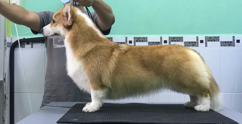 Hailat's Jomolungma | Pembroke Welsh Corgi 