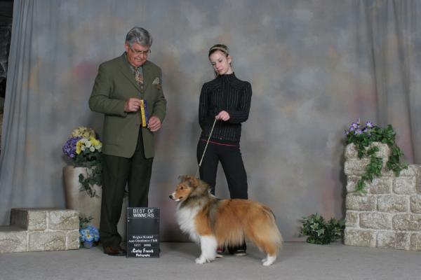 Canyonview Inspiration | Shetland Sheepdog 